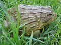 Pyxicephalus adspersus 18